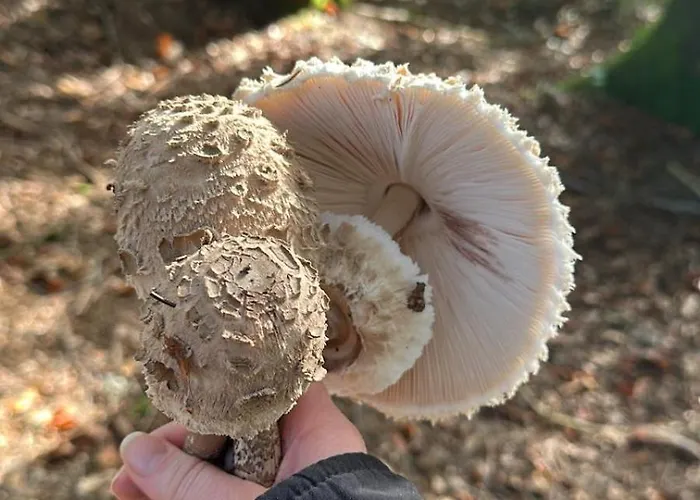 Pensjonat Bio-hotel Schiessentobel